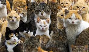 Stérilisation obligatoire des chats errants : ma question au Gouvernement