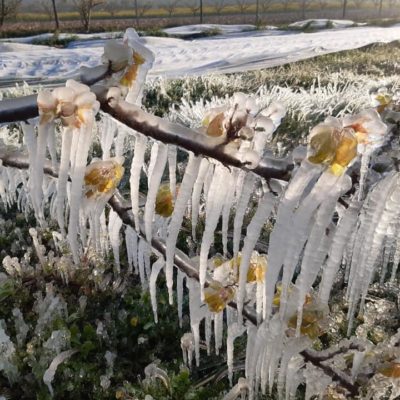 Mesures durgence pour soutenir nos agriculteurs suite aux dégâts irréversibles du gel printanier