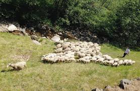 Quel avenir pour le pastoralisme en Ardèche ?