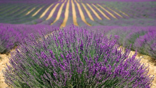 Menaces sur la filière de production de lavande et de lavandin